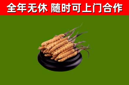 开化县回收散虫草