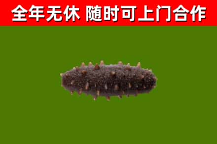 开化县回收海参干